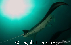 Manta Ray...Canon EOS 400D with Sea and Sea housing and s... by Teguh Tirtaputra 